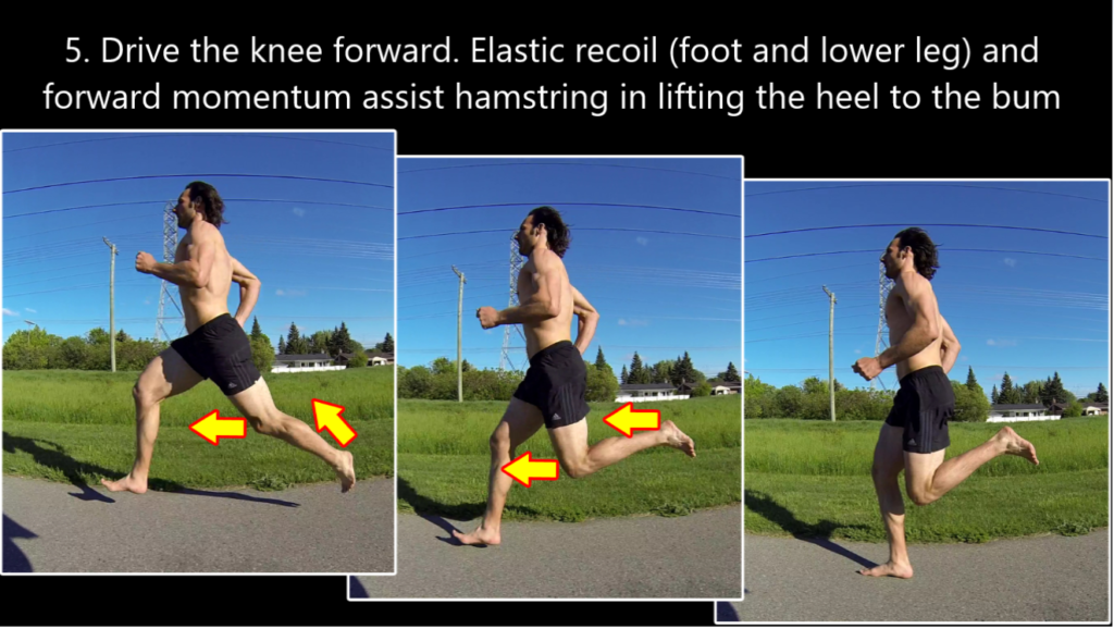 elastic recoil and hip flexion bring the recovery leg forward
